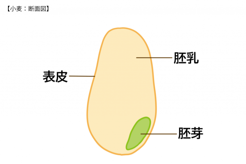 小麦の断面図